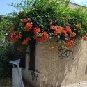 Colț de stradă