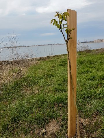 Copilărie
